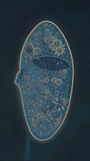 La mort d'une cellule #v @InterestingSTEM