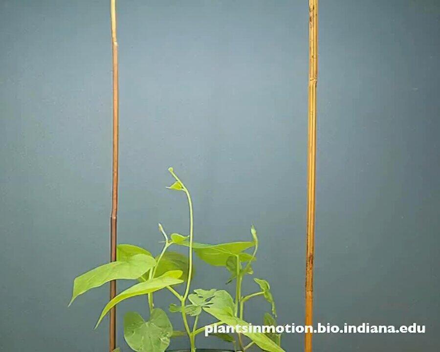 Timelapse: le mouvement incroyable d'une vigne en croissance #v @wonderofscience