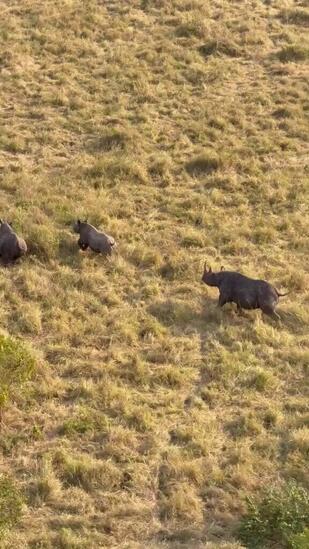 Le braconnage a décimé 98% de la population des rhinocéros noir en Afrique: dans des pays soucieux de sa conservation comme le Kenya, il se rétablit lentement @SheldrickTrust