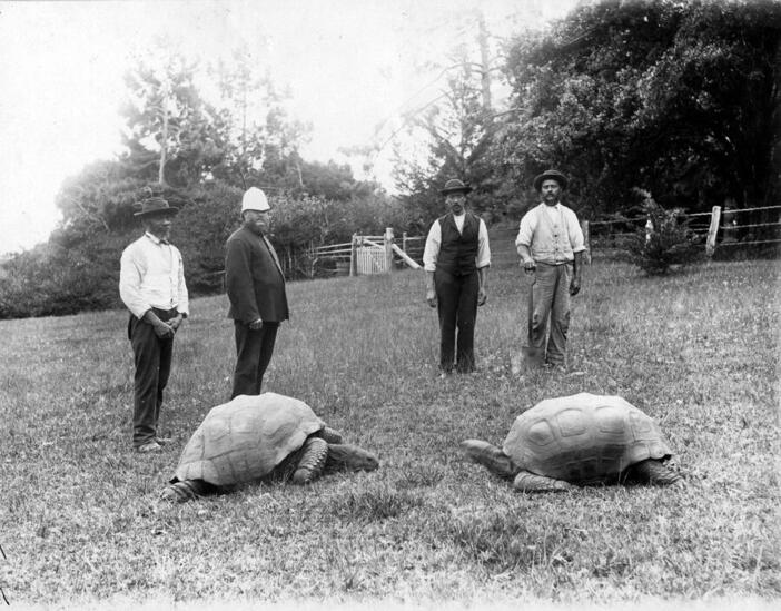 Île de Sainte-Hélène: la tortue Jonathan, le plus vieil animal vivant du monde, fête son 191e anniversaire @GWR