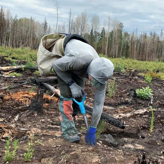 Record du nombre d'arbres plantés par une seule personne en 24 heures: 23 060 par Antoine Moses #v @GWR